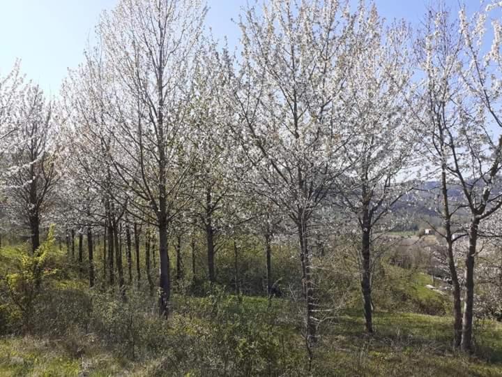Ai Boschi Apartment Ozzano dell'Emilia Exterior foto