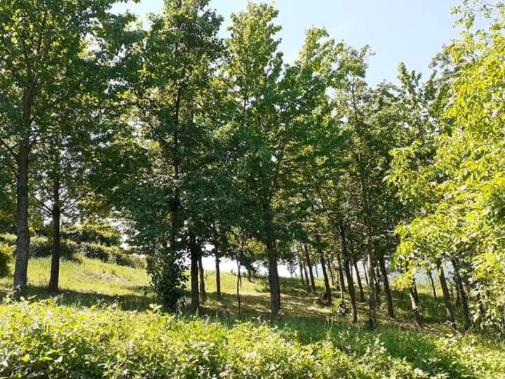 Ai Boschi Apartment Ozzano dell'Emilia Exterior foto