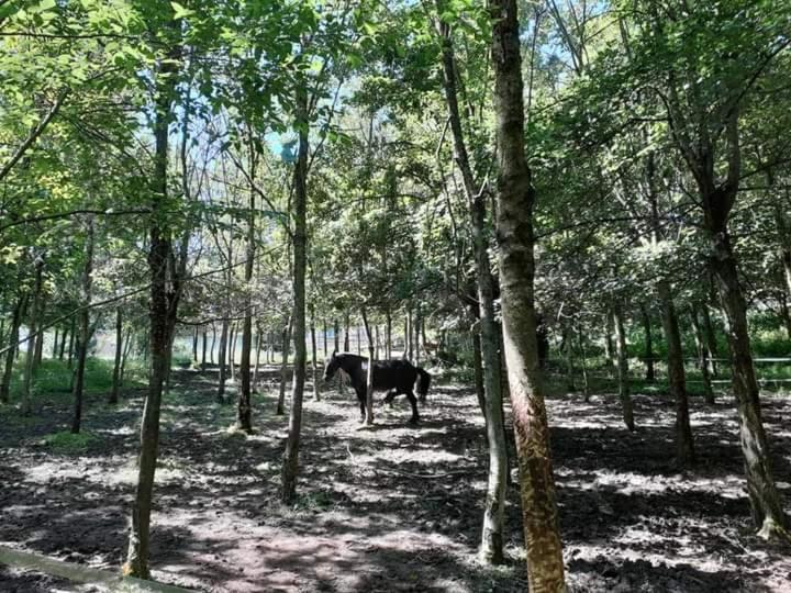 Ai Boschi Apartment Ozzano dell'Emilia Exterior foto